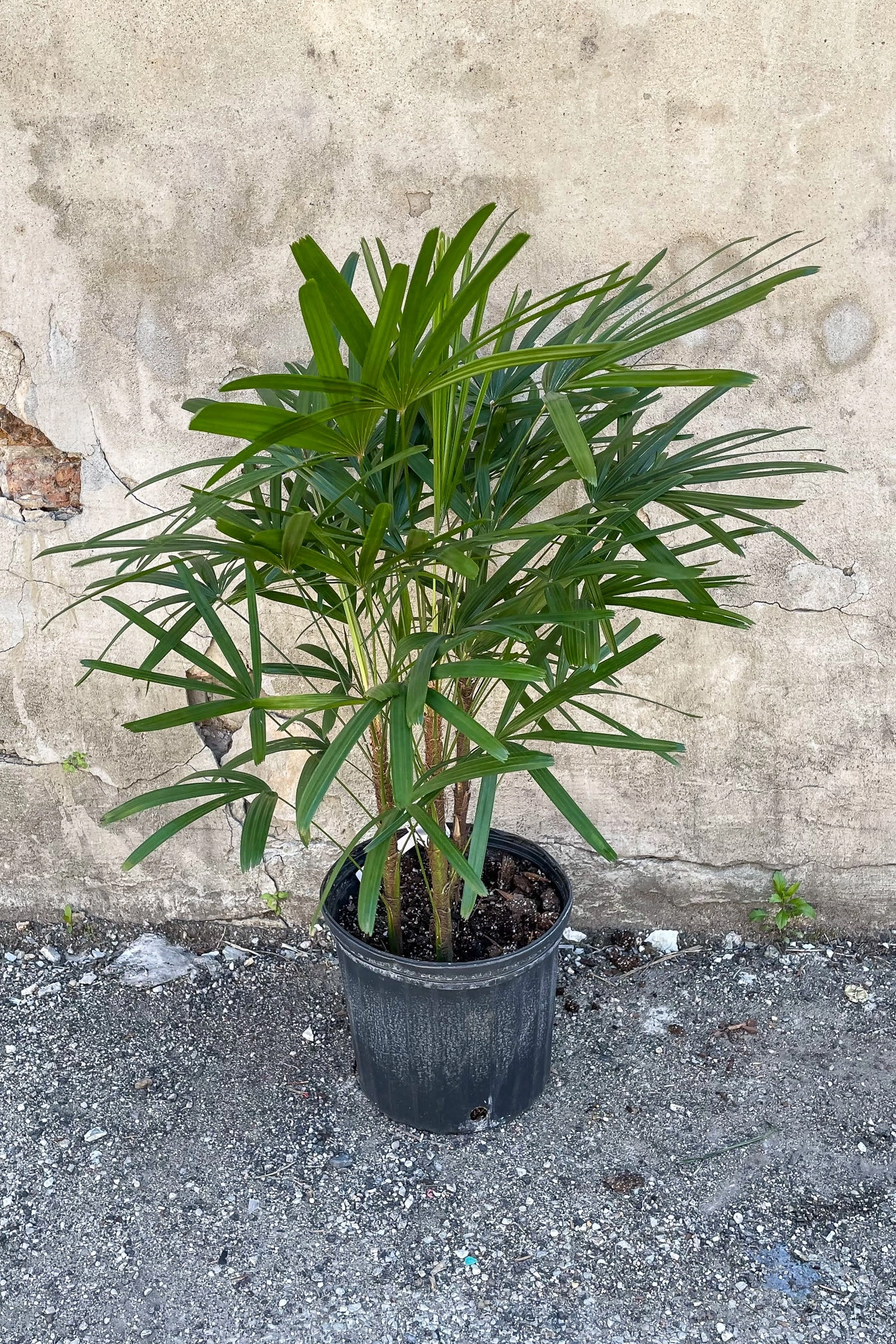 Rhapis excelsa 10"