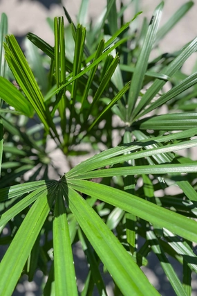 Rhapis excelsa 10" medium flower pot  