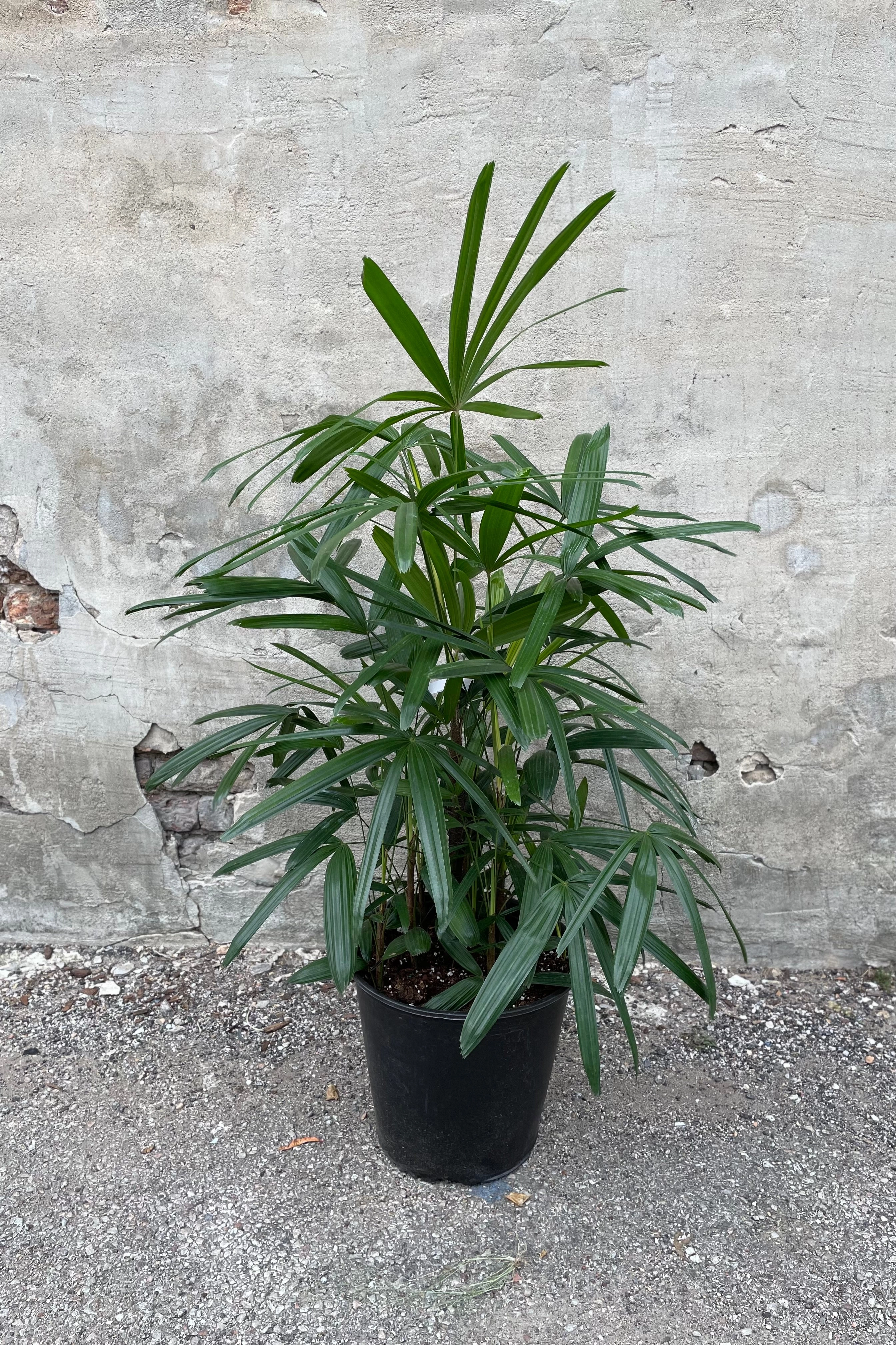 Rhapis excelsa 12"