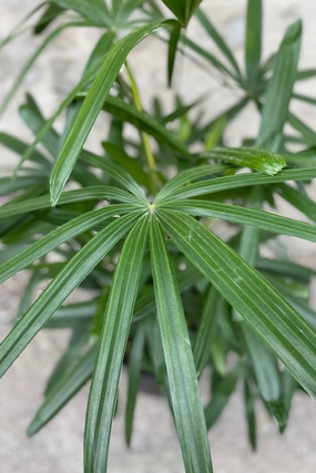 Rhapis excelsa 12" medium flower pot  