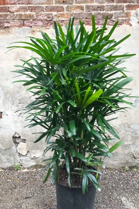 Rhapis excelsa 14" medium flower pot  