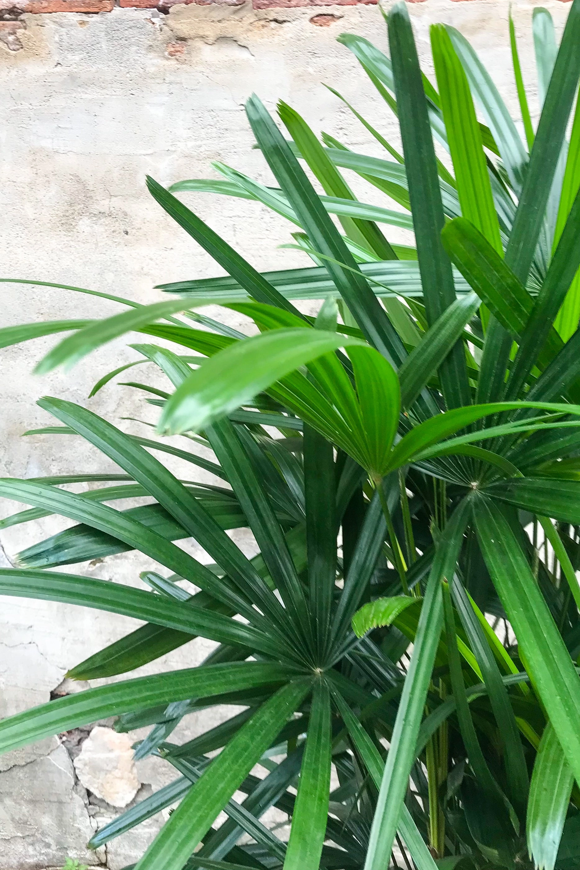 Rhapis excelsa 14"
