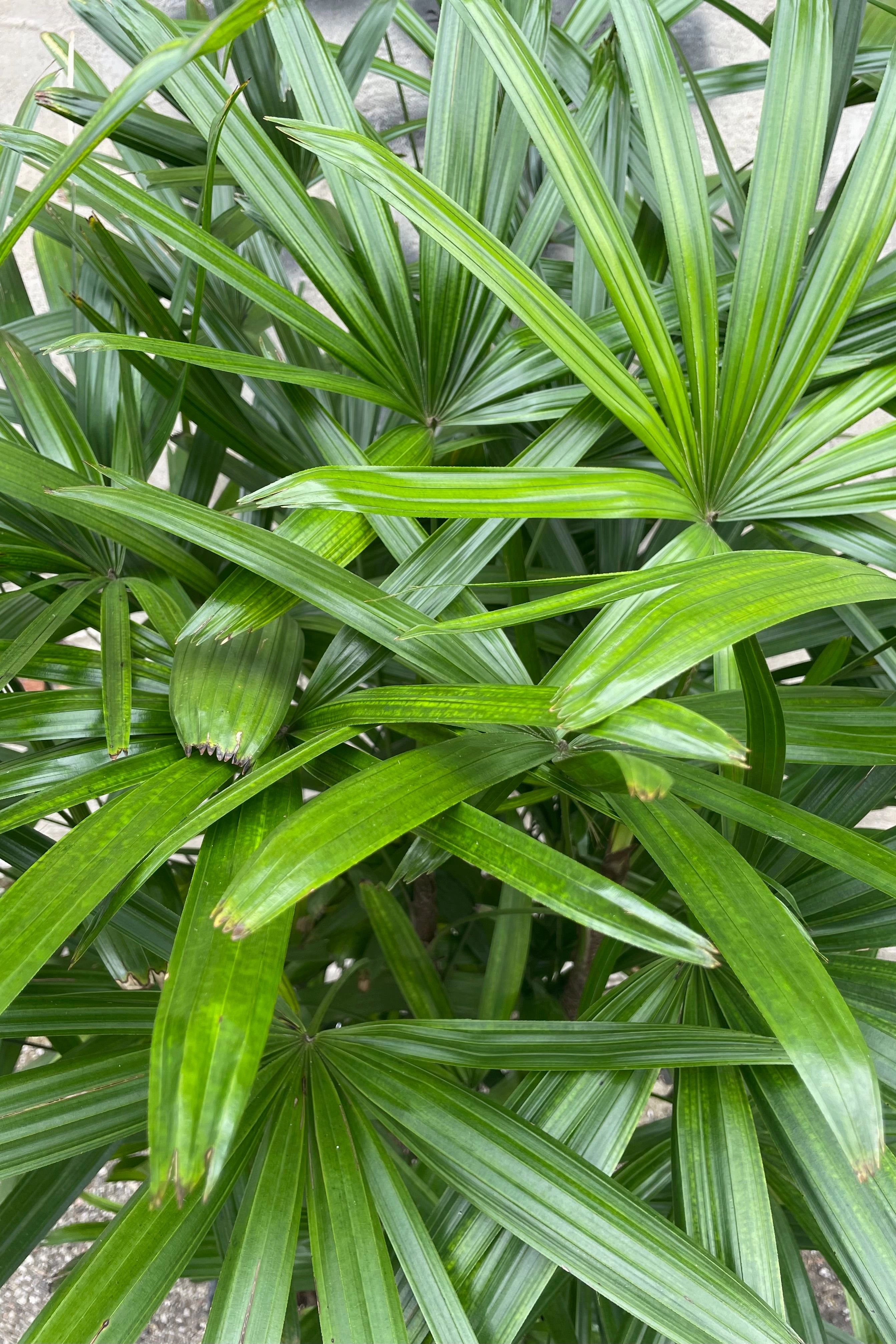 Rhapis excelsa 14"
