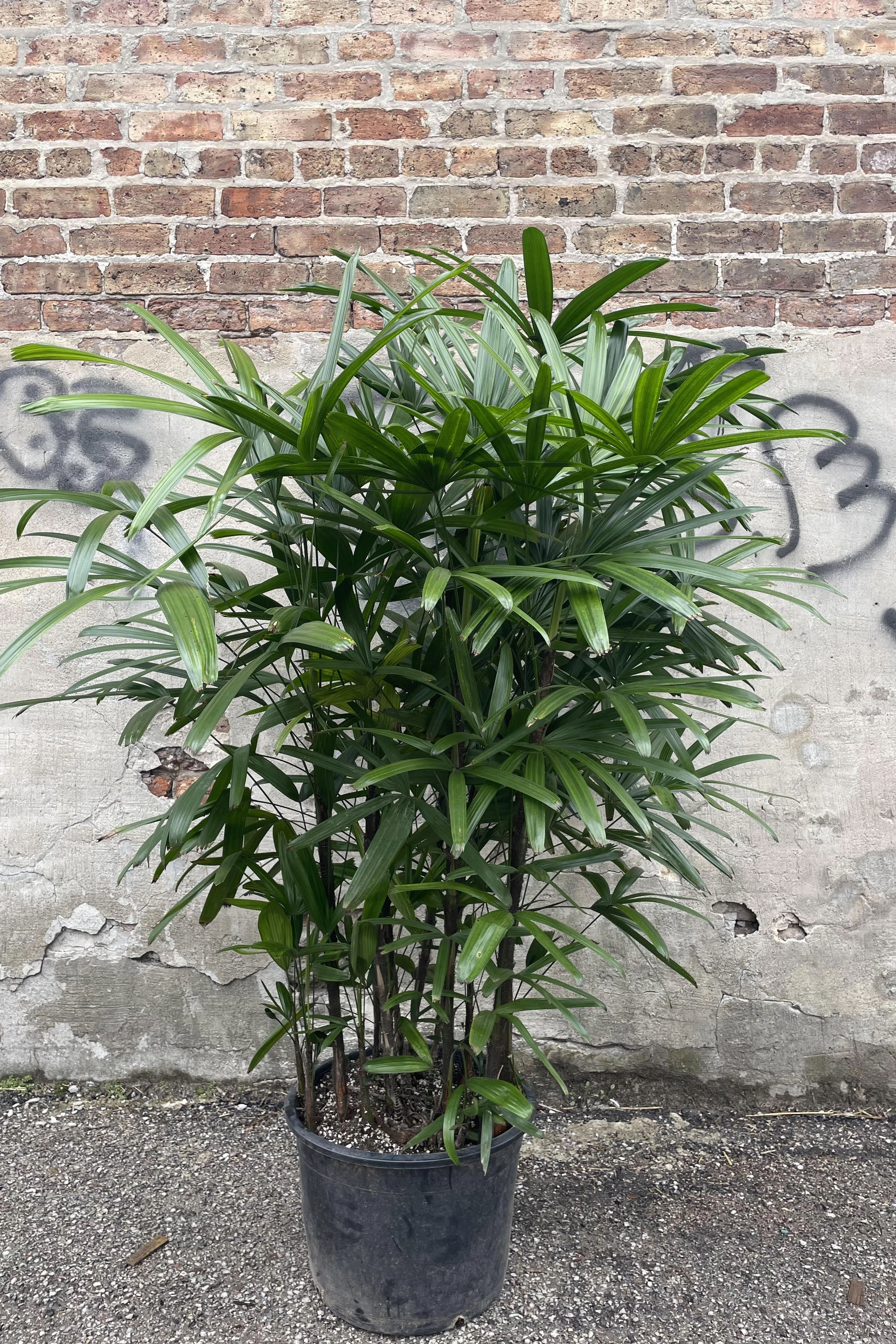 Rhapis excelsa 14"