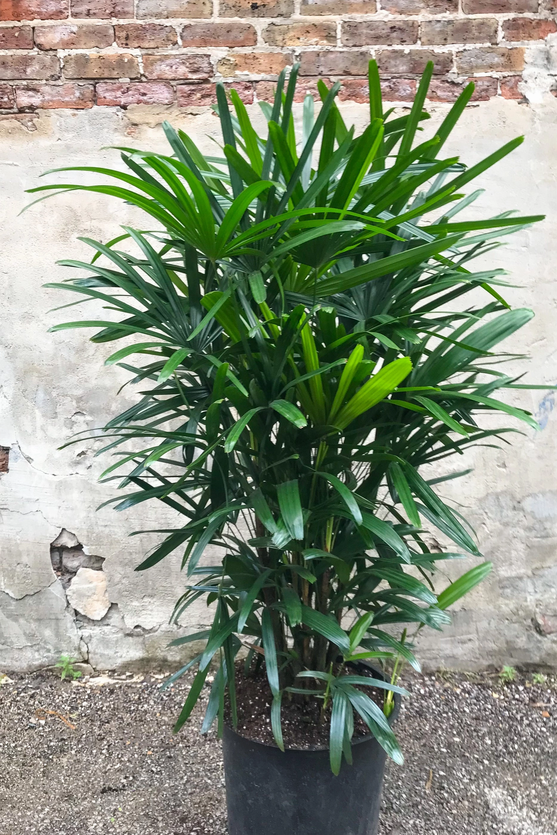 Rhapis excelsa 14" medium flower pot  