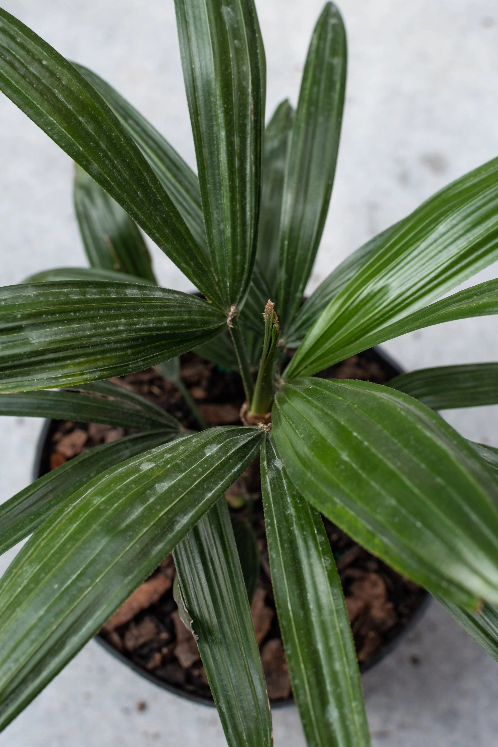 Rhapis excelsa 6"