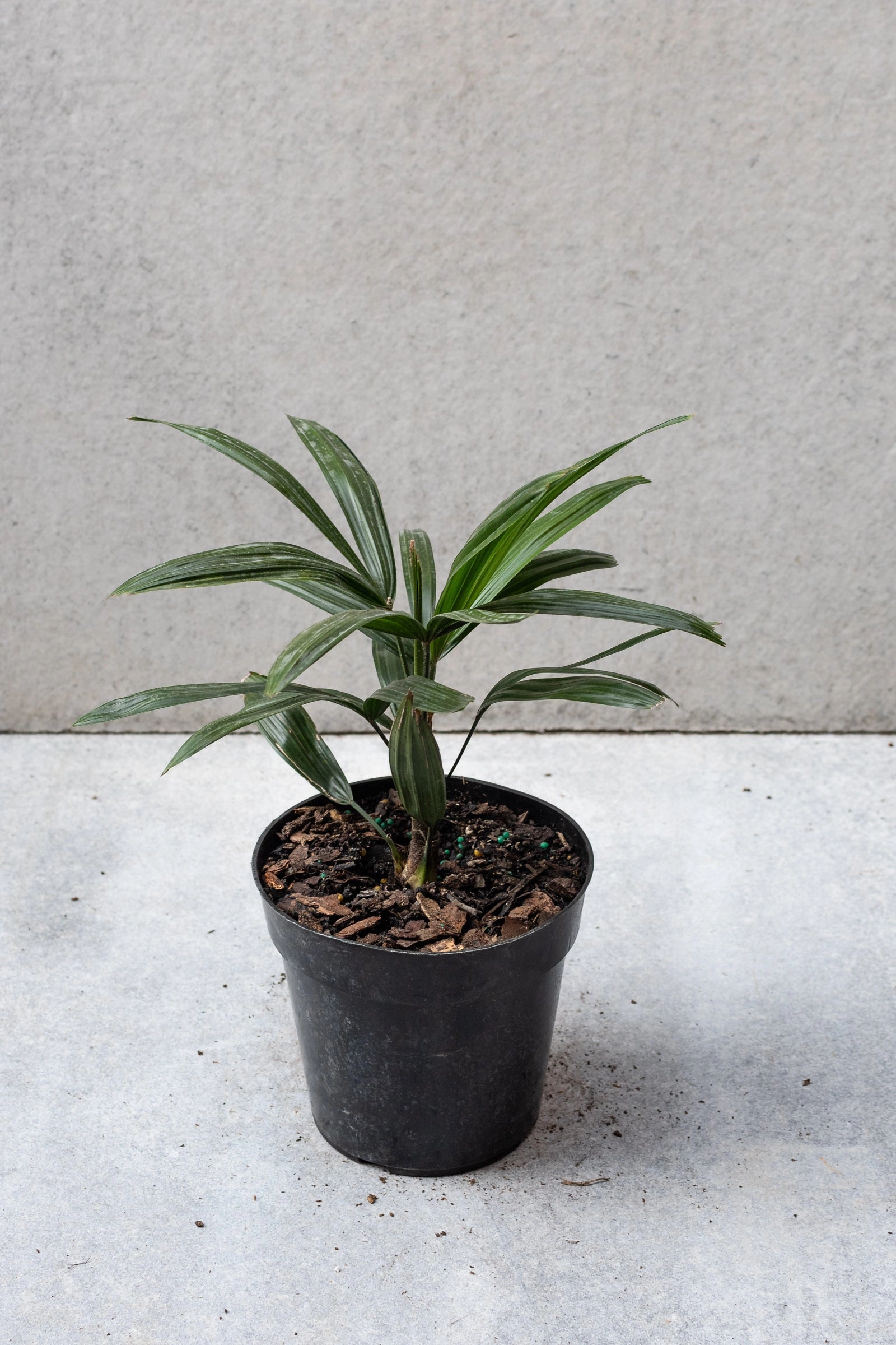 Rhapis excelsa 6"