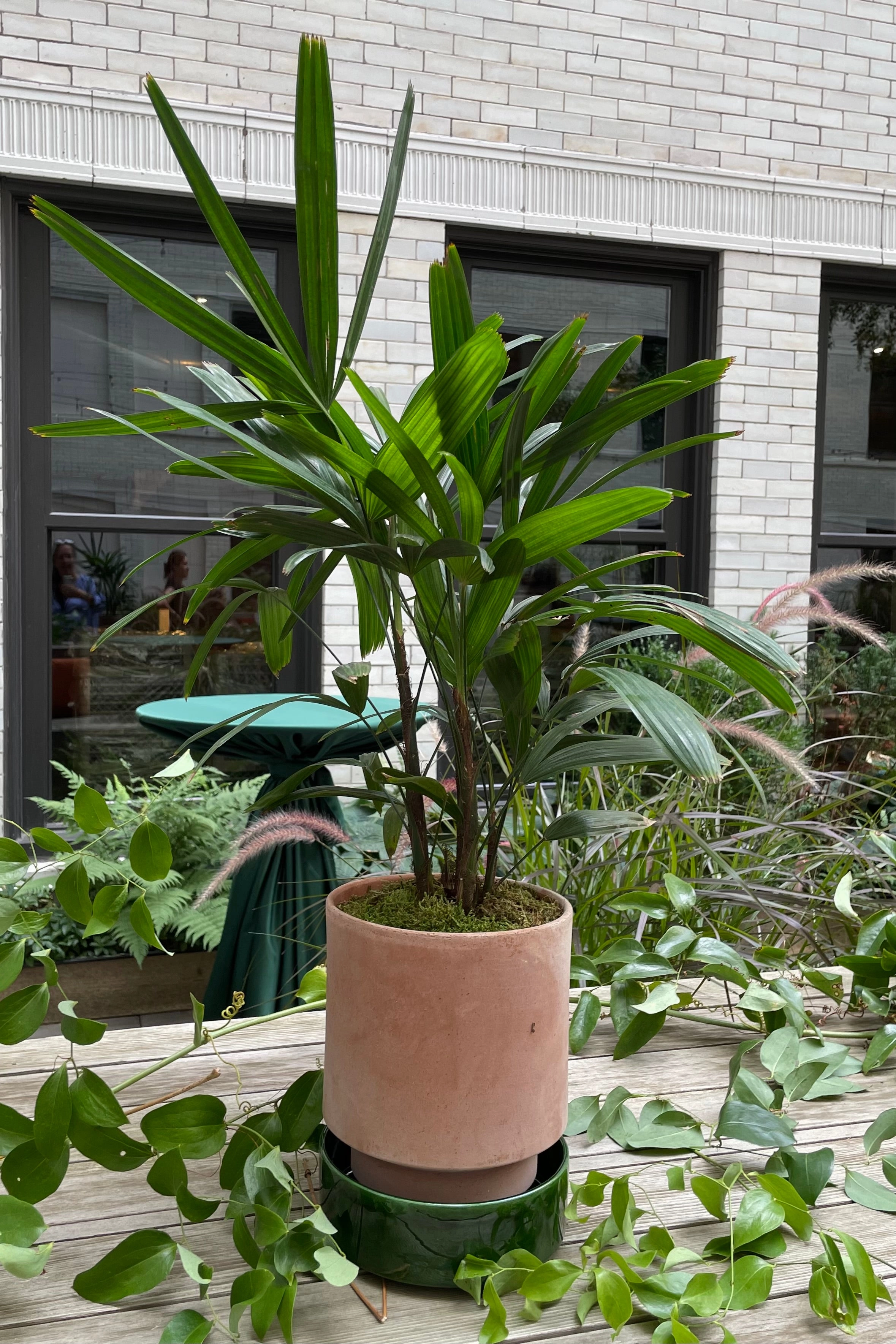Rhapis excelsa 6"