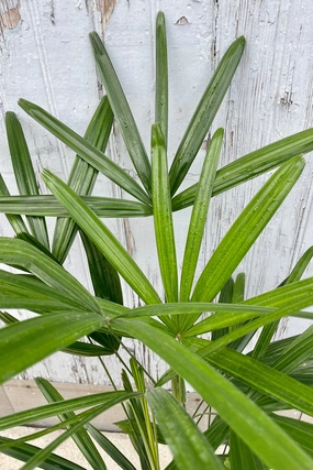 Rhapis excelsa 6" medium flower pot  