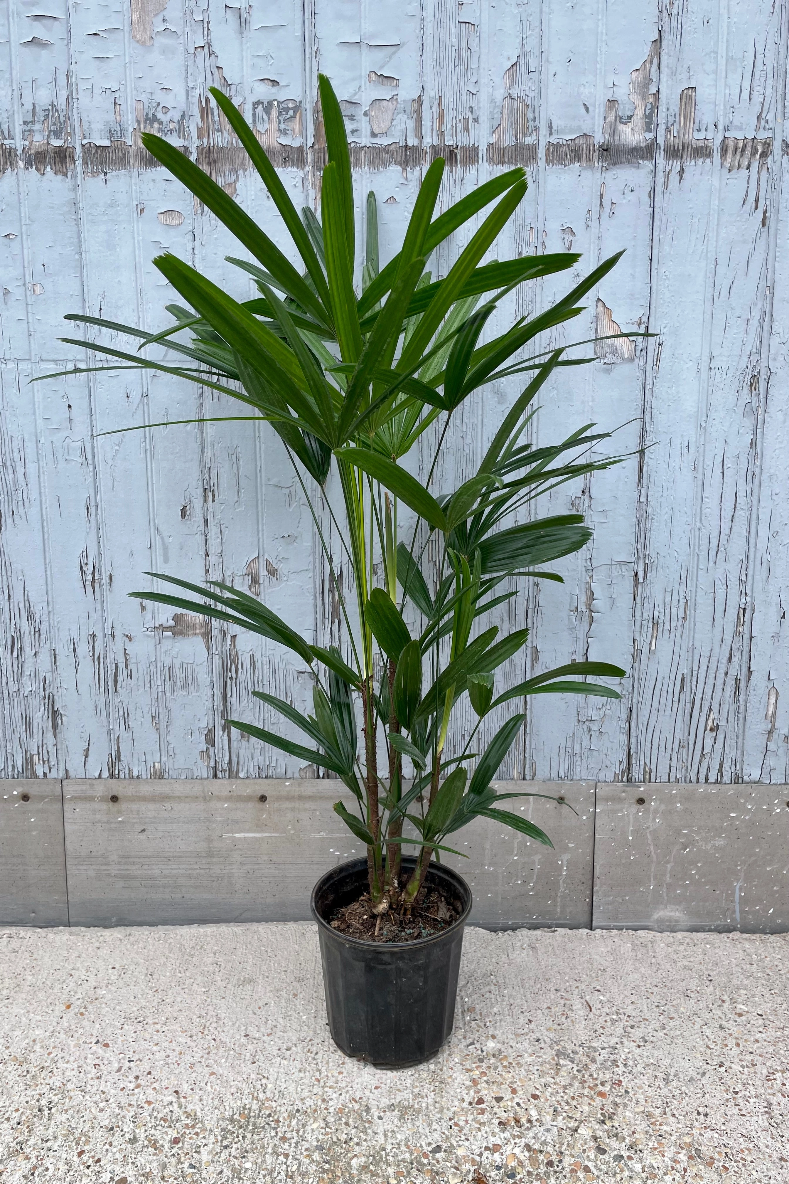 Rhapis excelsa 6"