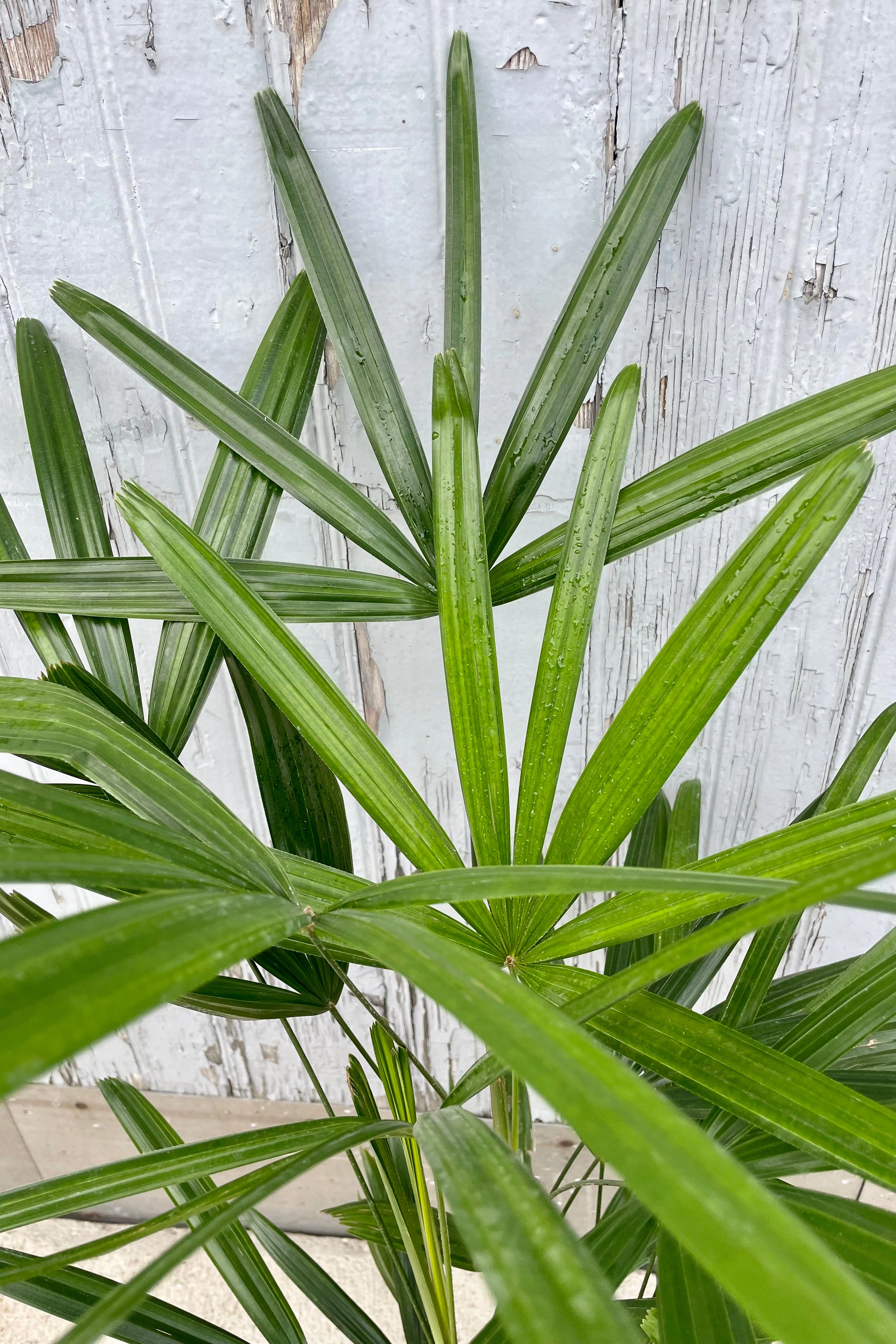 Rhapis excelsa 6" medium flower pot  
