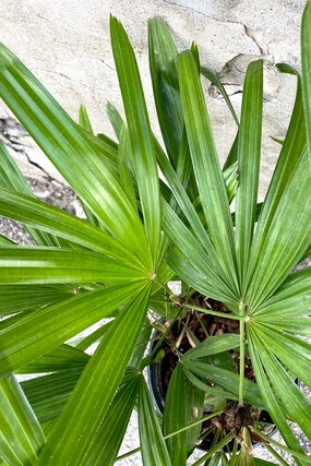 Rhapis excelsa 8" medium flower pot  