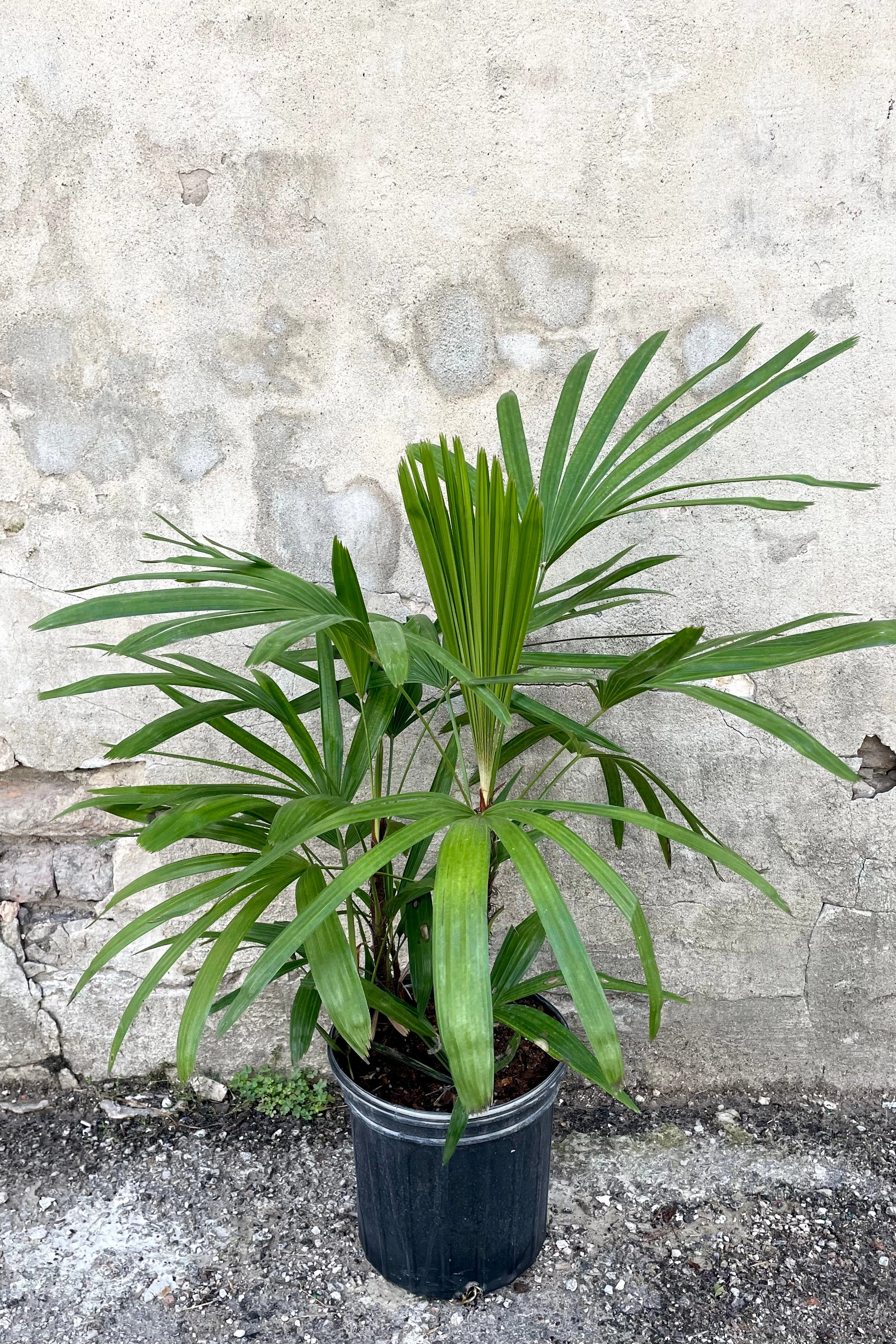 Rhapis excelsa 8"