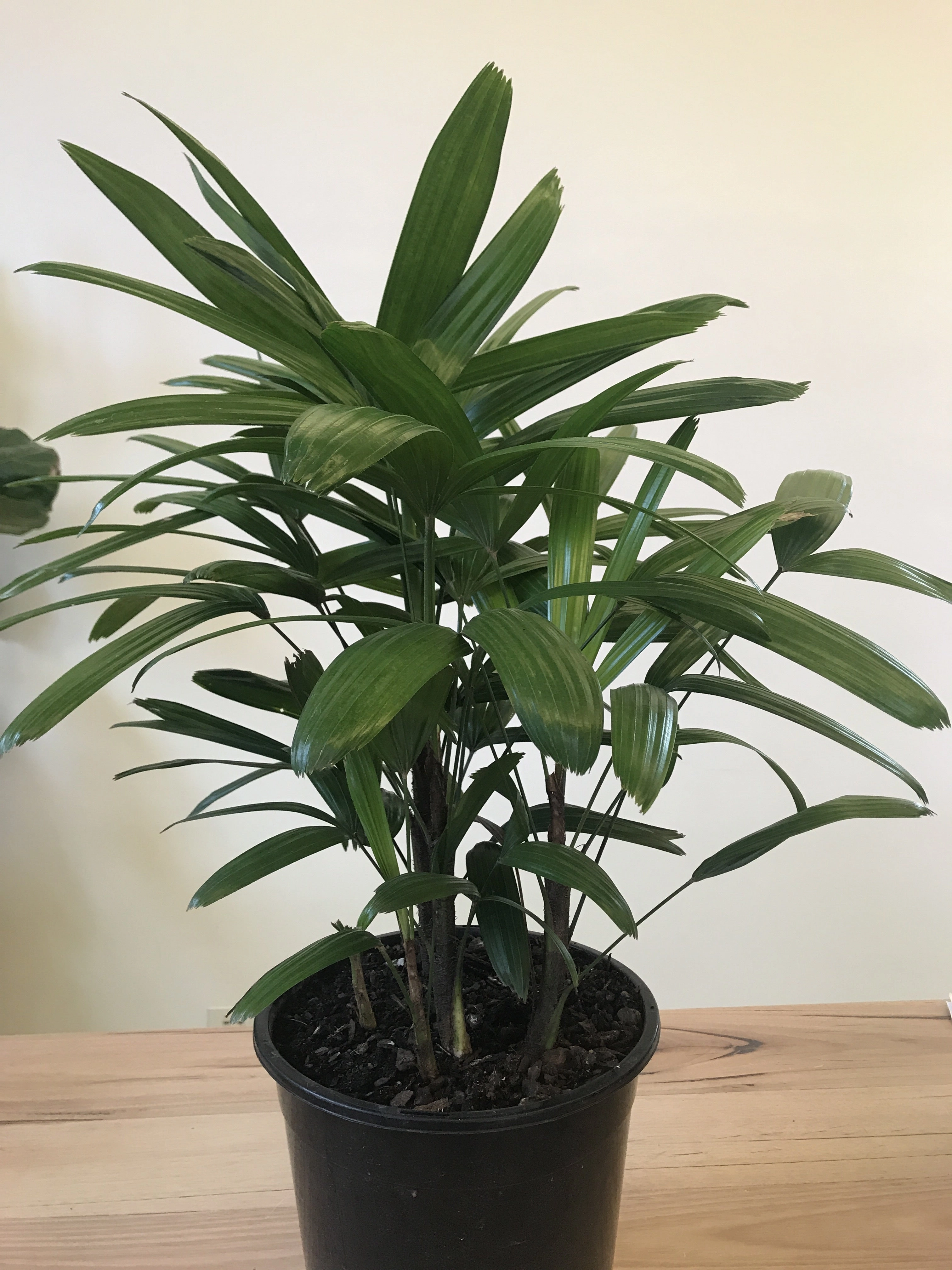 Rhapis excelsa 'Lady finger palm' small flower pot  