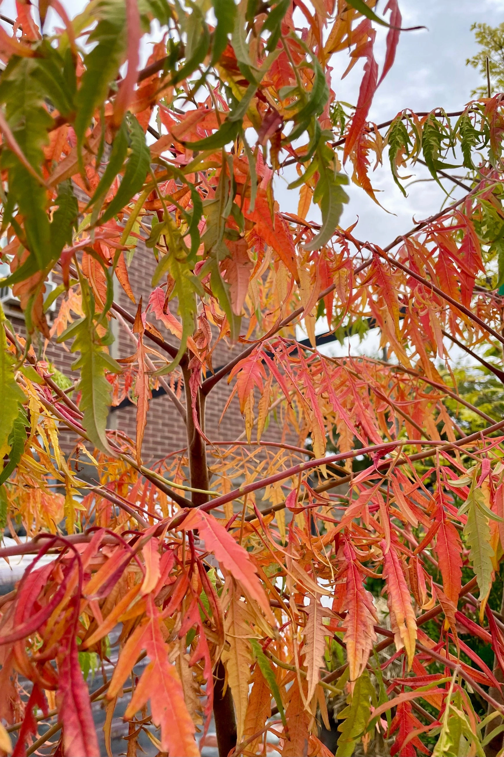 Rhus 'Tiger Eyes' #3 decorative flowerpot  