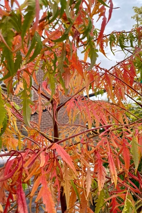 Rhus 'Tiger Eyes' #3 decorative flowerpot  