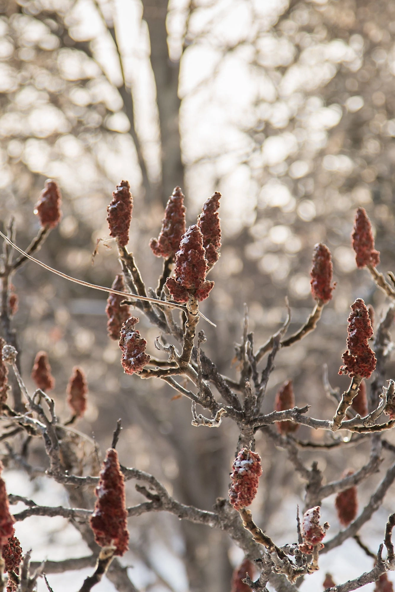 Rhus 'Tiger Eyes' #3