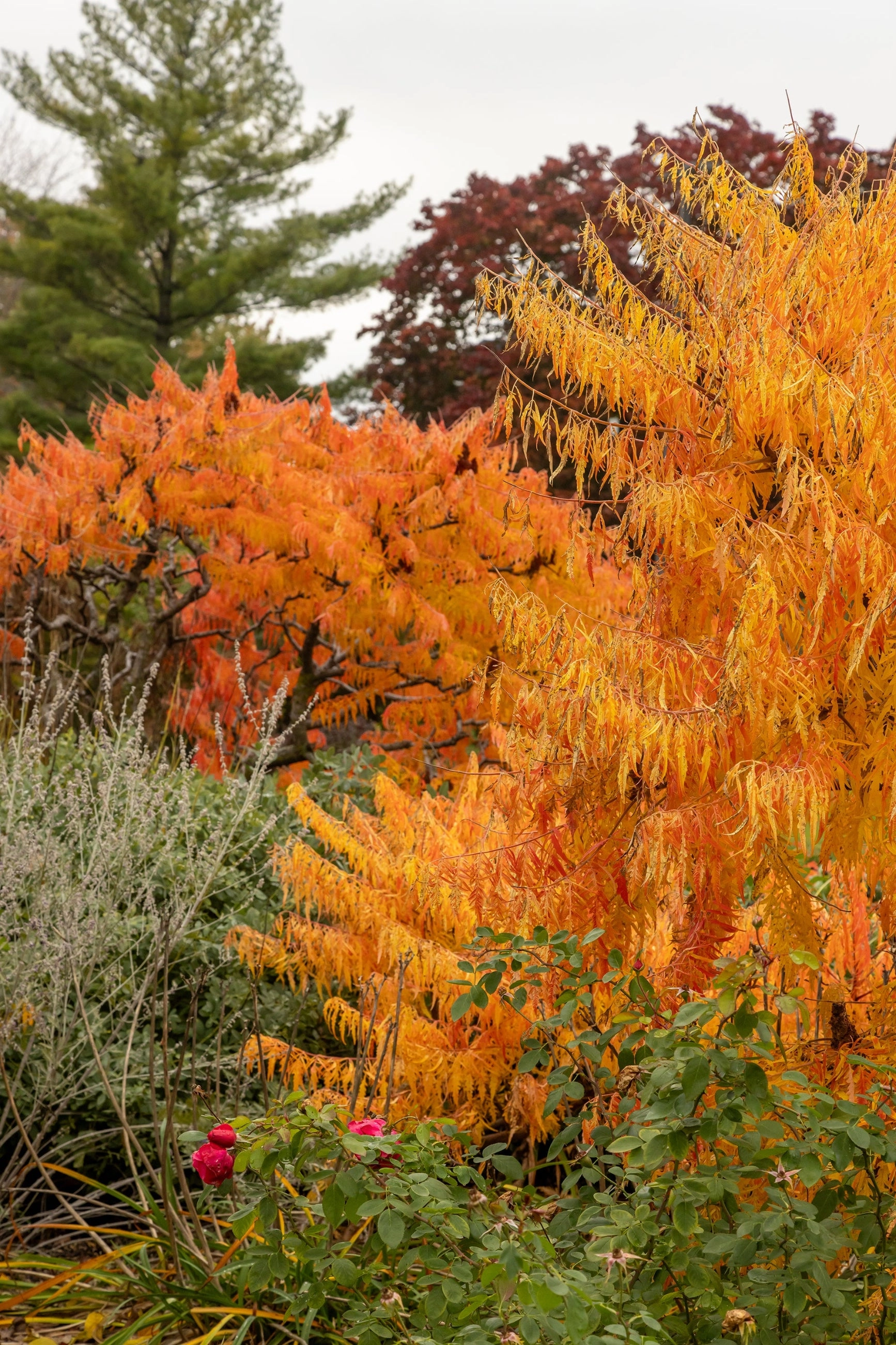 Rhus 'Tiger Eyes' #3