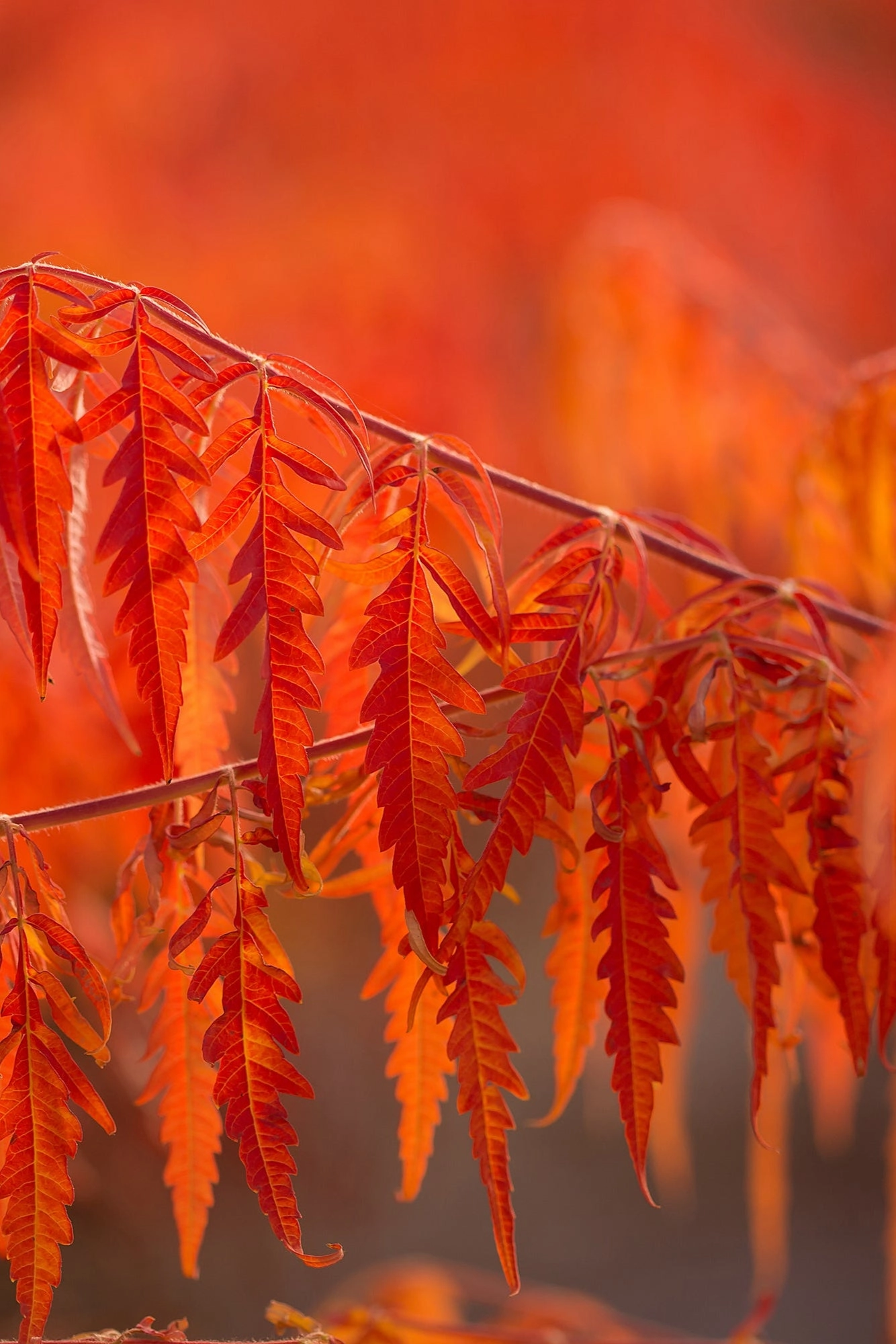 Rhus 'Tiger Eyes' #3
