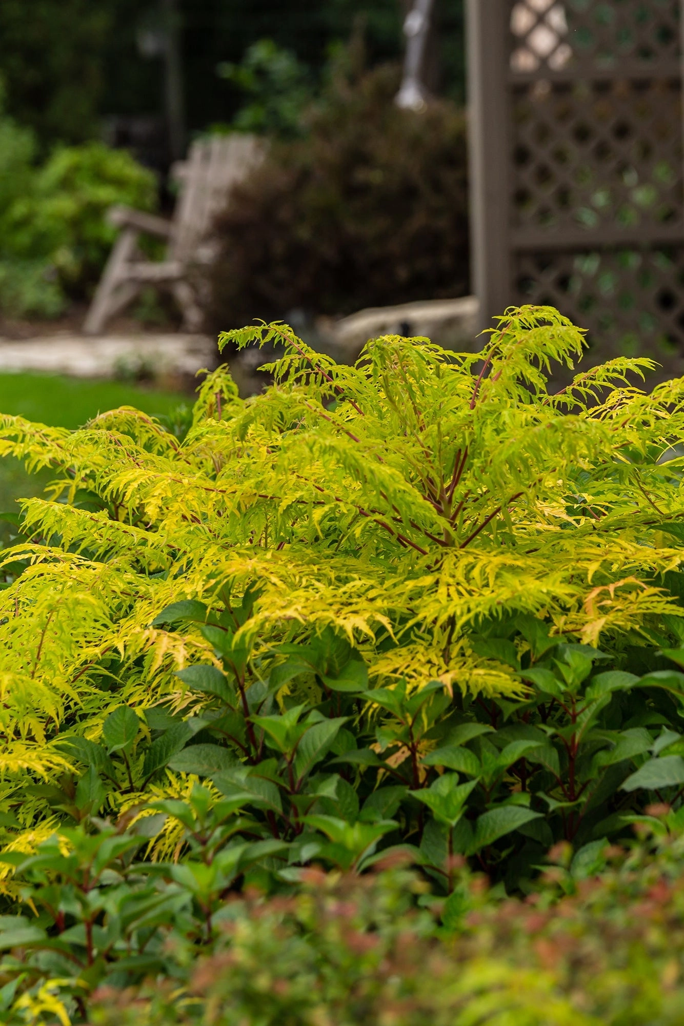 Rhus 'Tiger Eyes' #3