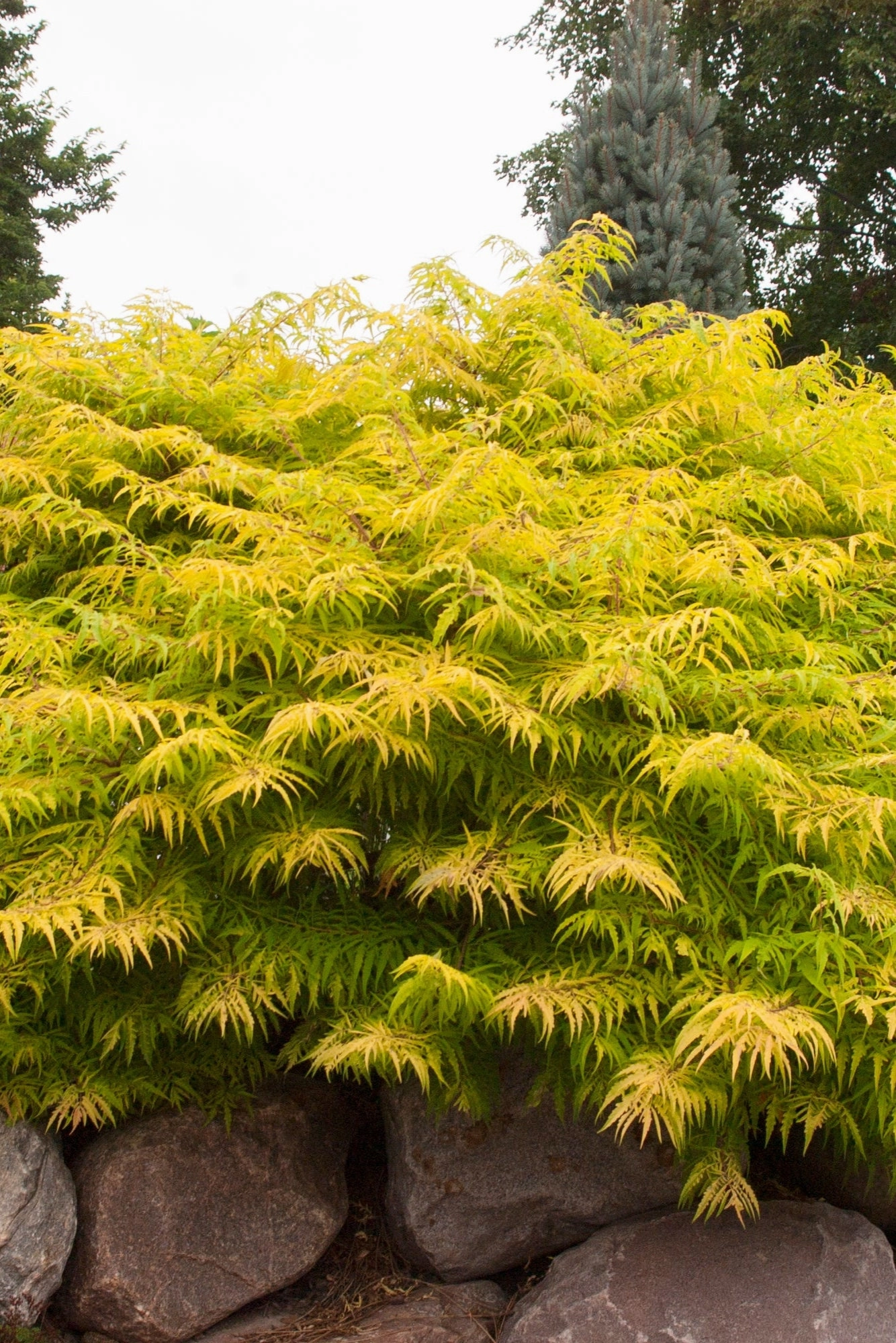 Rhus 'Tiger Eyes' #3