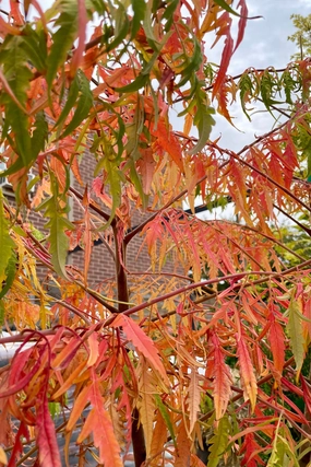 Rhus 'Tiger Eyes' #5 decorative flowerpot  