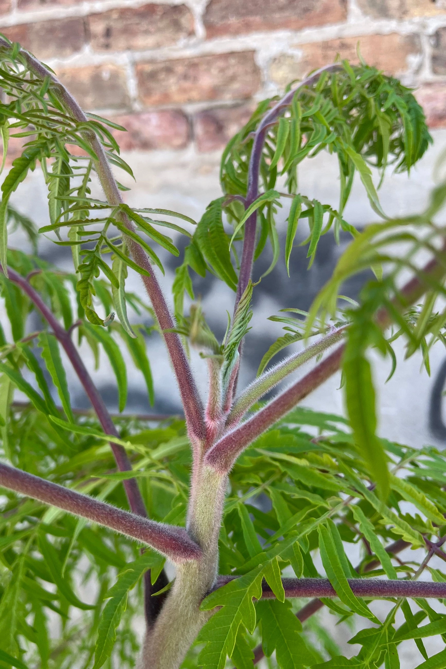 Rhus 'Tiger Eyes' #5