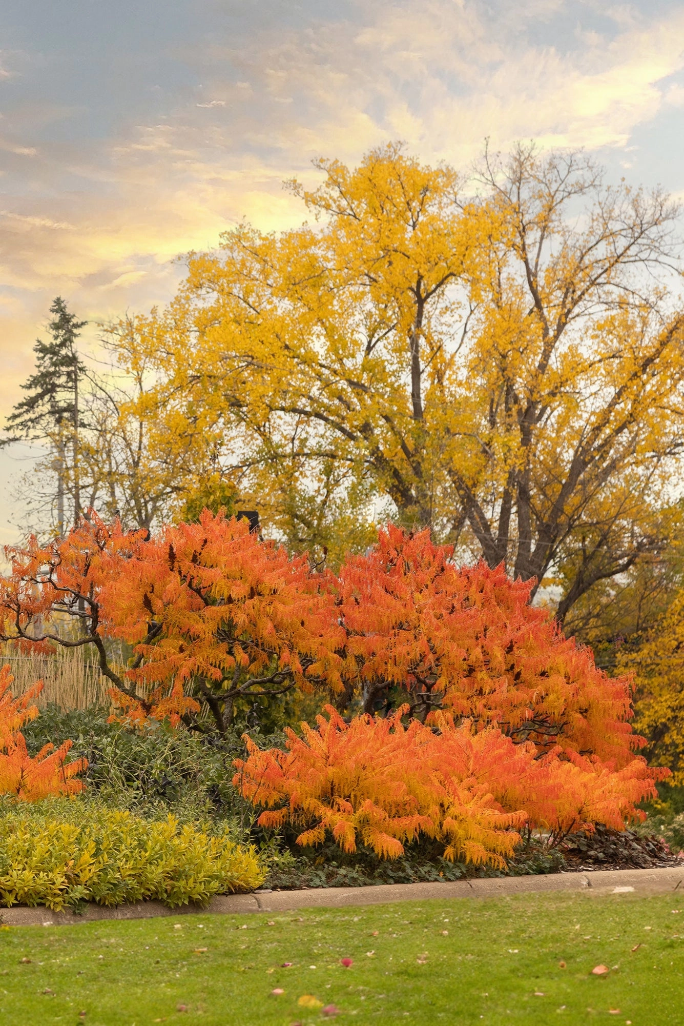 Rhus 'Tiger Eyes' #5