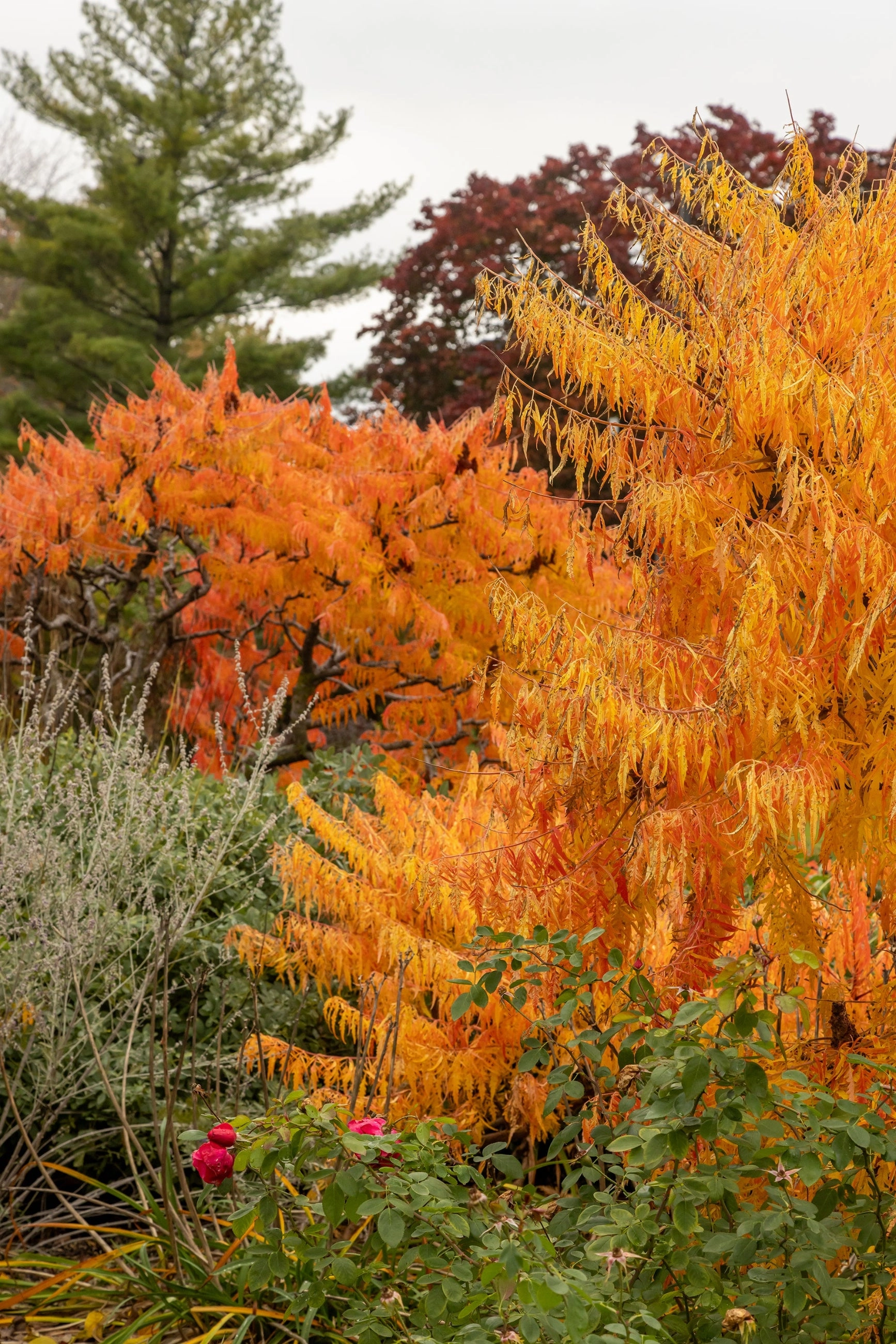 Rhus 'Tiger Eyes' #5