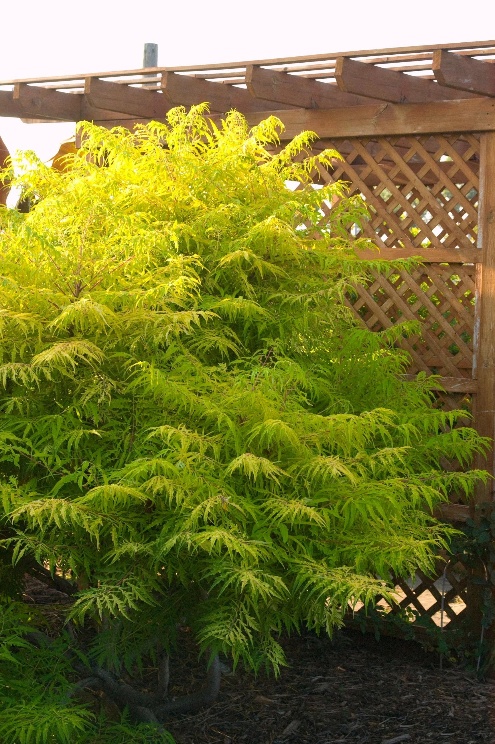 Rhus 'Tiger Eyes' #5