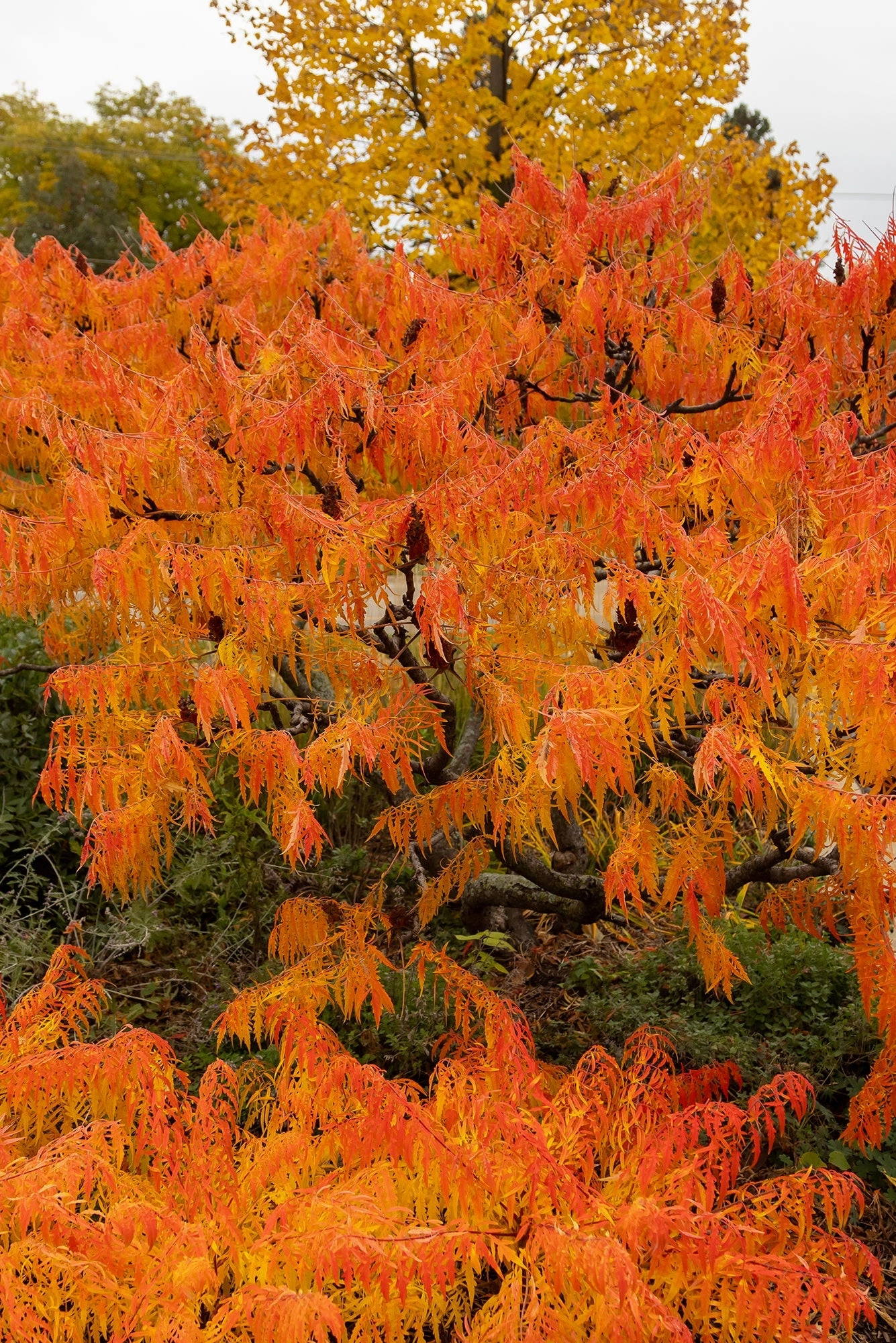 Rhus 'Tiger Eyes' #5