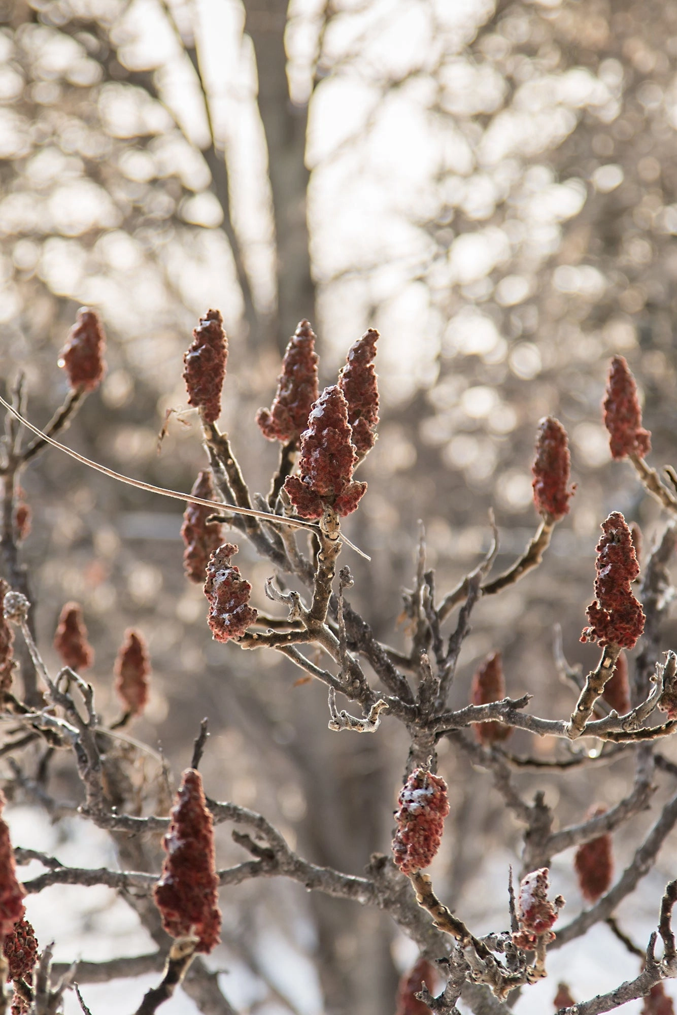 Rhus 'Tiger Eyes' #5