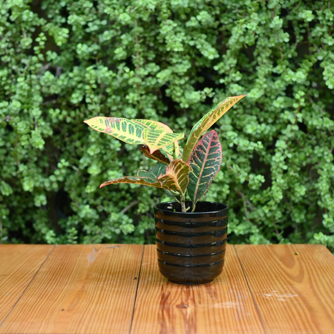 Ribbed Ceramic Pot for indoor/ Outdoor