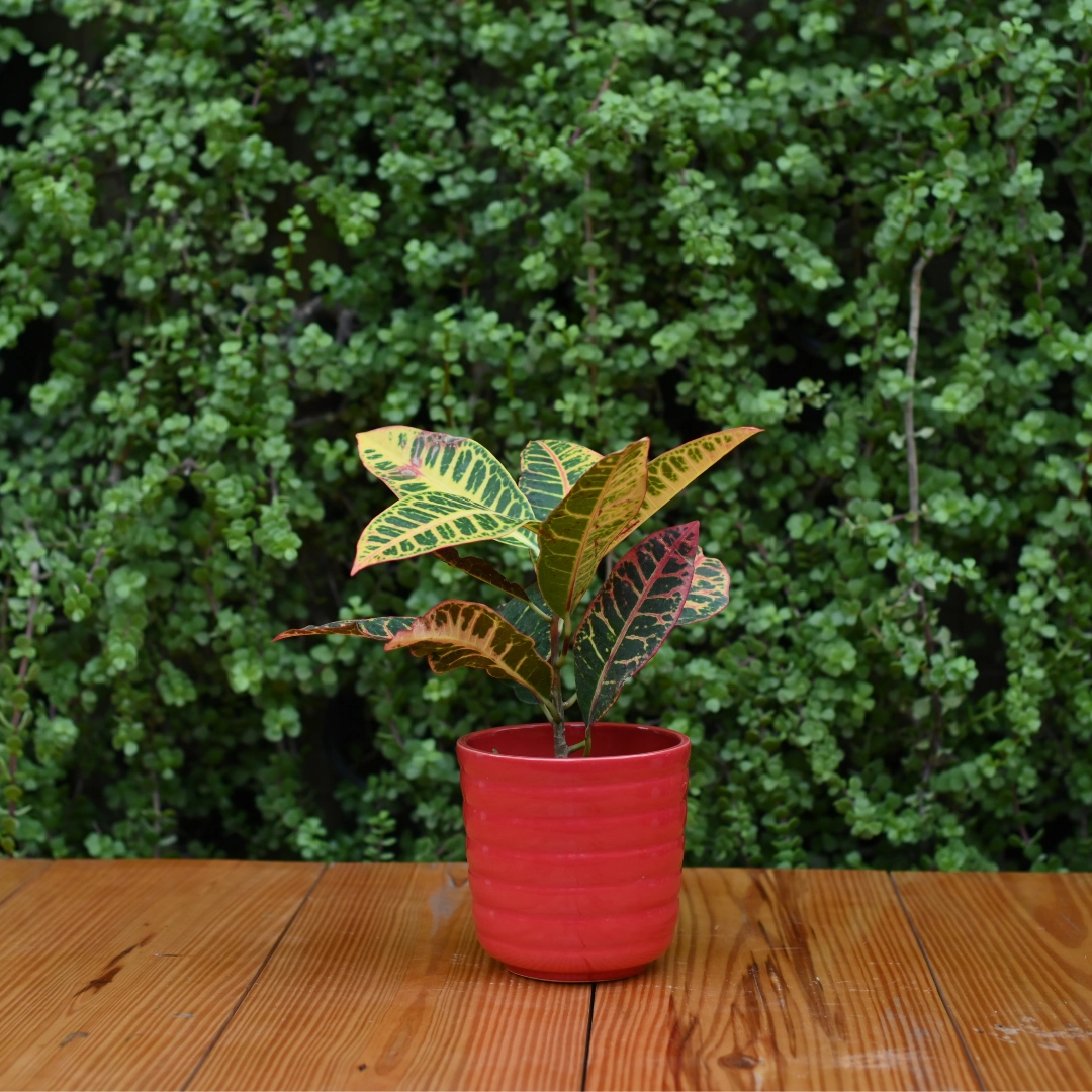 Ribbed Ceramic Pot for indoor/ Outdoor