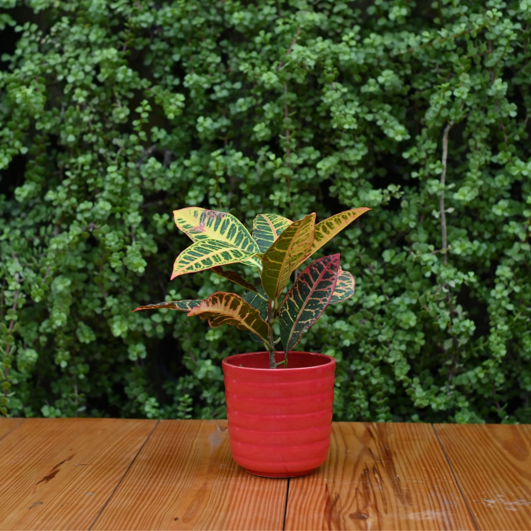 Ribbed Ceramic Pot for indoor/ Outdoor