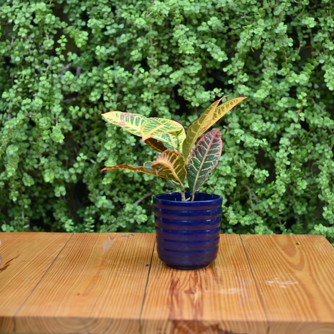 Ribbed Ceramic Pot for indoor/ Outdoor