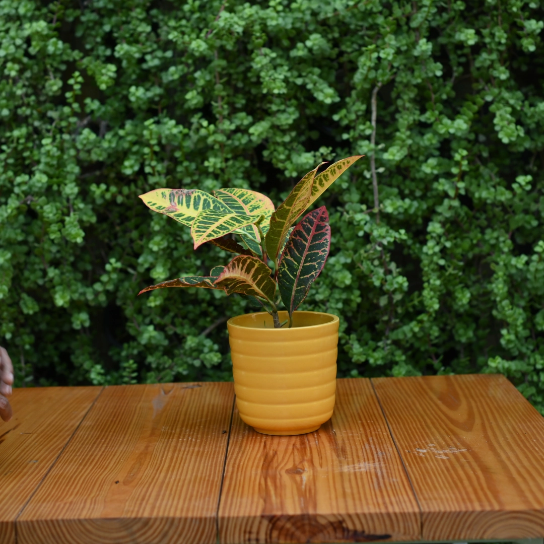 Ribbed Ceramic Pot for indoor/ Outdoor