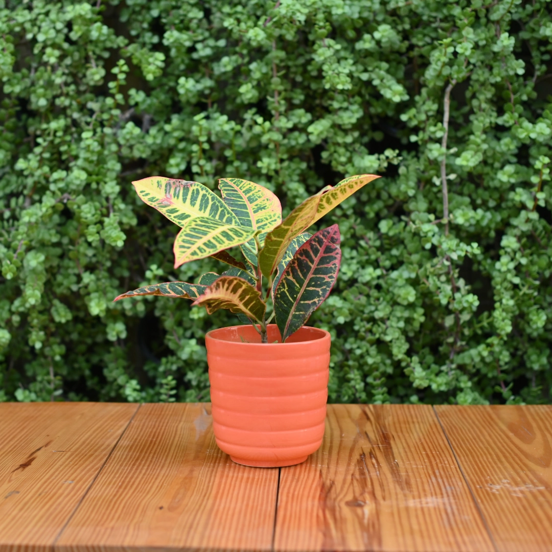 Ribbed Ceramic Pot for indoor/ Outdoor