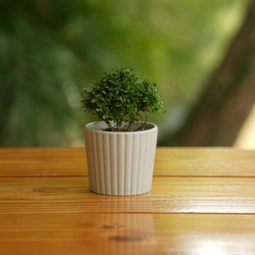 Ribbed Cone Shape Small Ceramic Planter shade perennial  