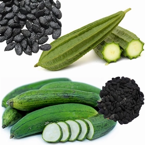 Ridge Gourd (Torai) and Sponge Gourd (Dodka) Seeds small bud vase  