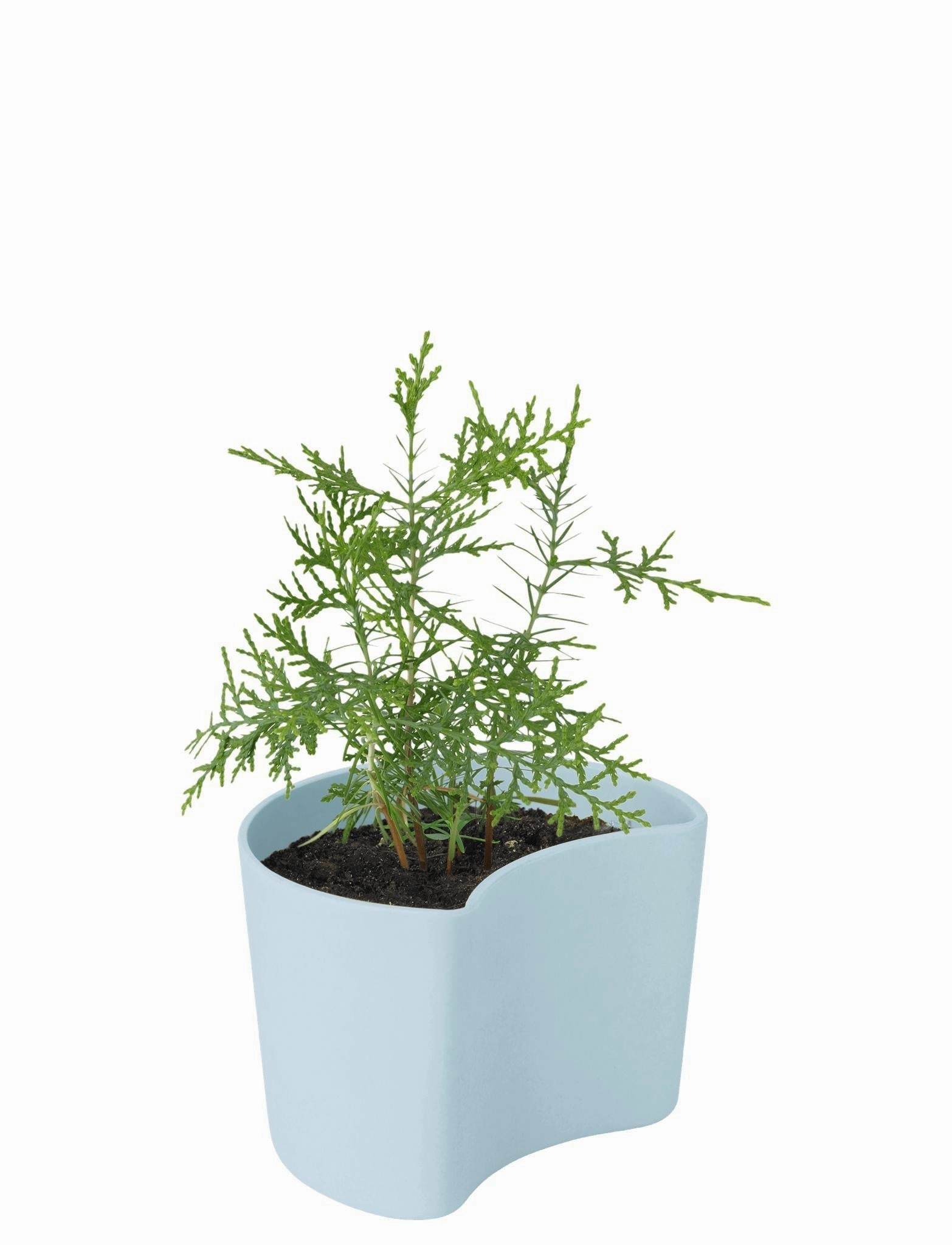 Rig Tig Your Tree Flower Pots With Seeds, Blue