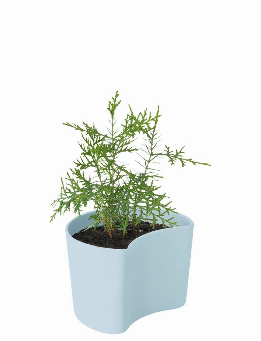 Rig Tig Your Tree Flower Pots With Seeds, Green