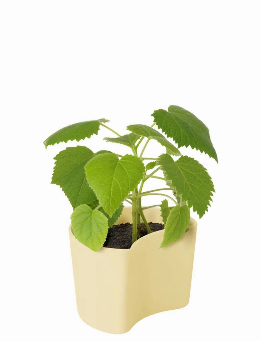 Rig Tig Your Tree Flower Pots With Seeds, Green