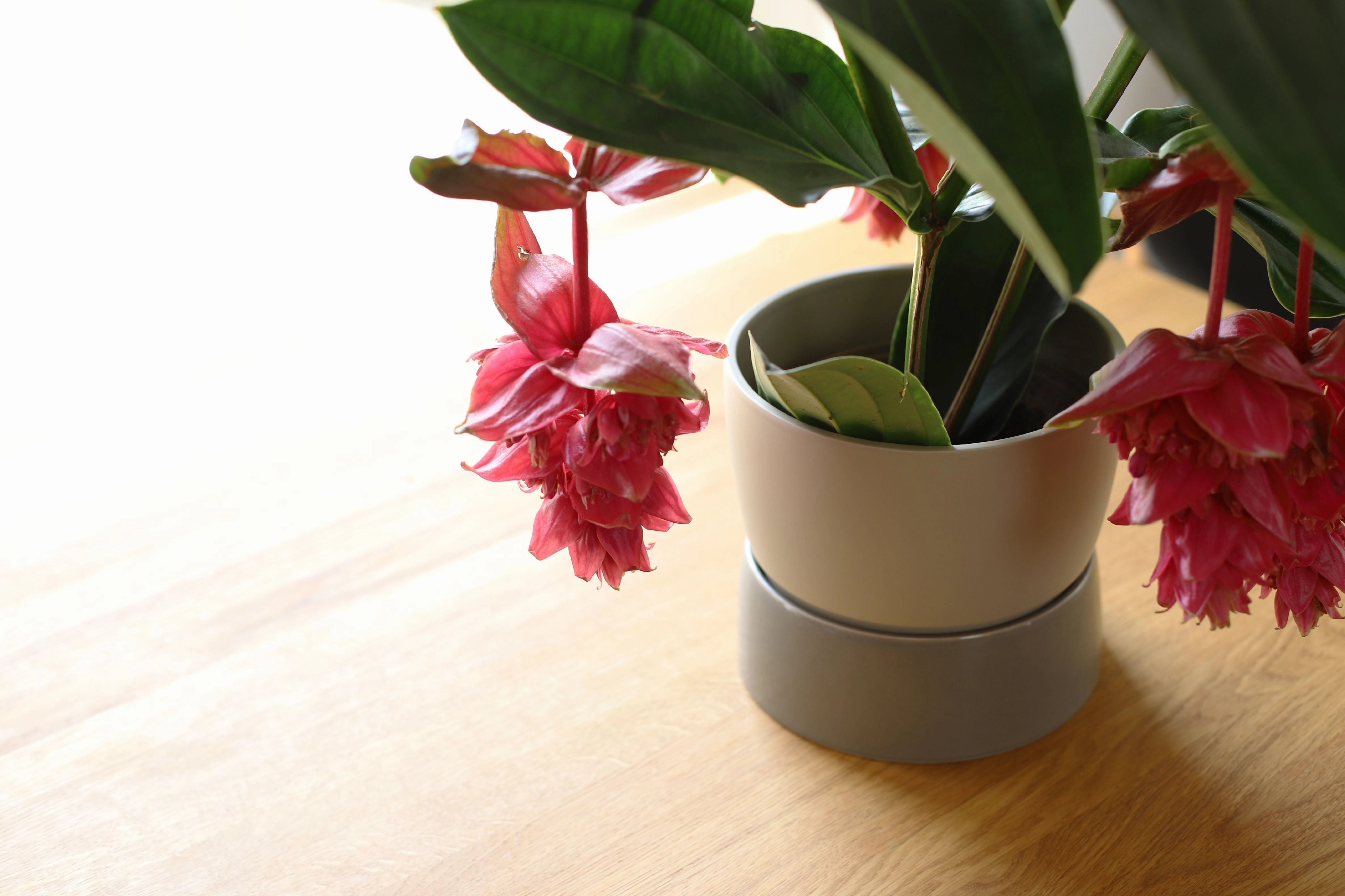 Ro Collection Two Tone Planter, Large, Dune Grey