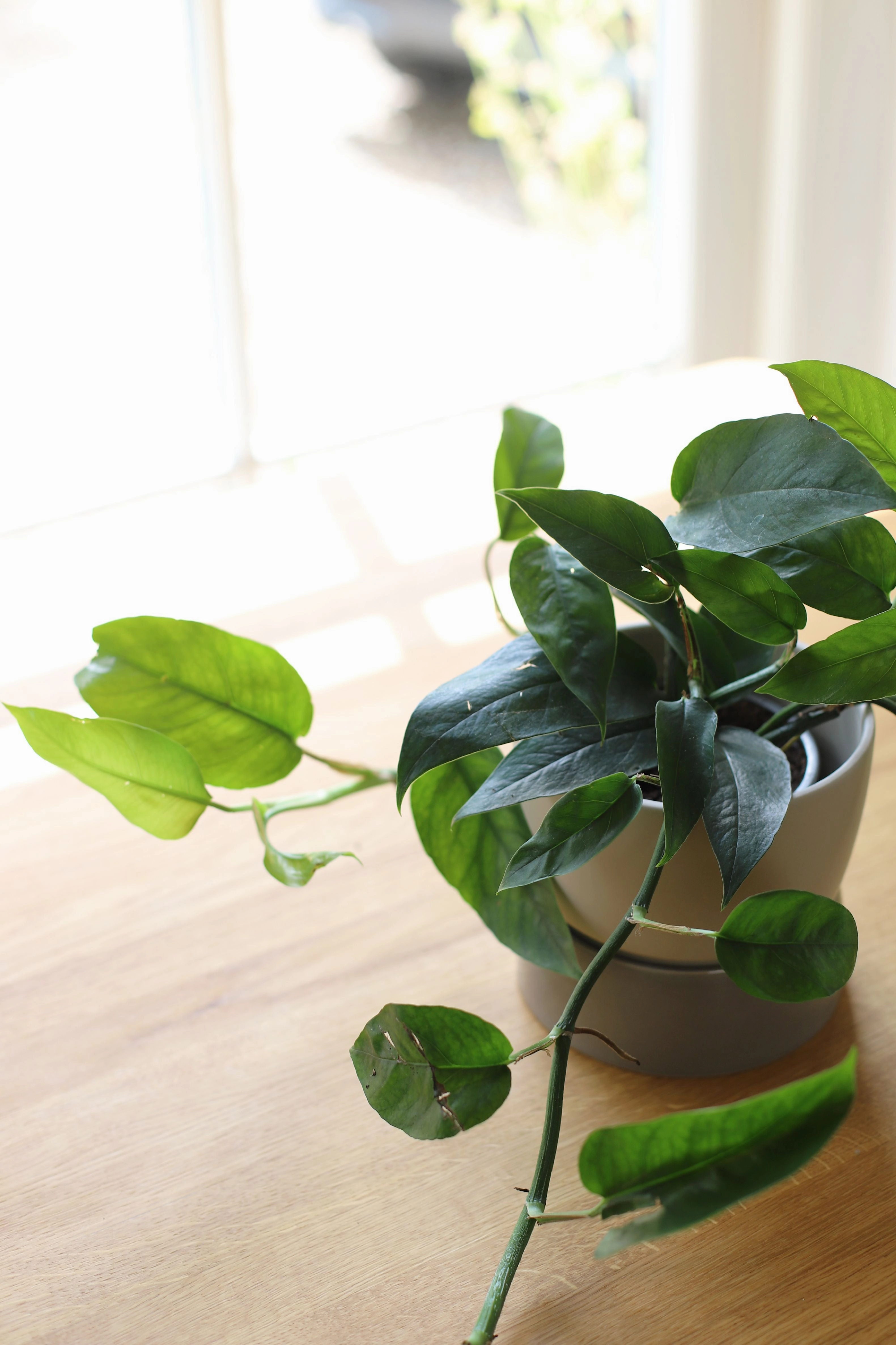 Ro Collection Two Tone Planter, Small, Dune Grey
