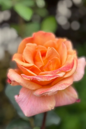 Rosa 'Arizona' #3 decorative flowerpot  