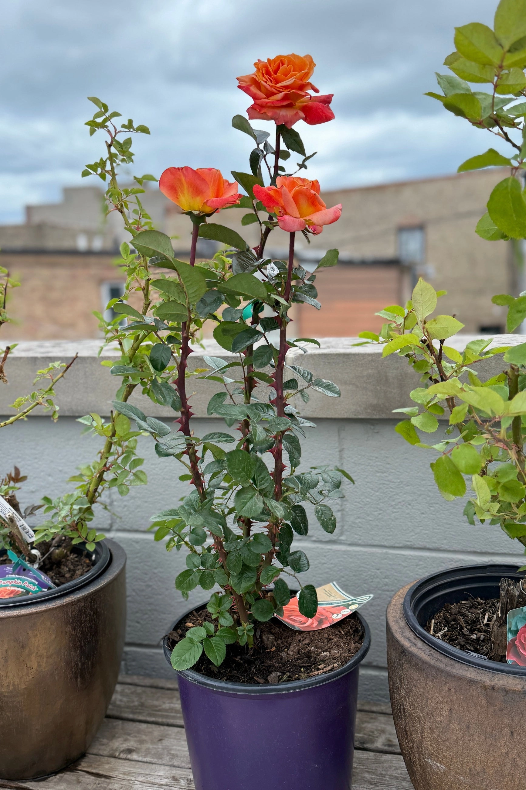 Rosa 'Arizona' #3