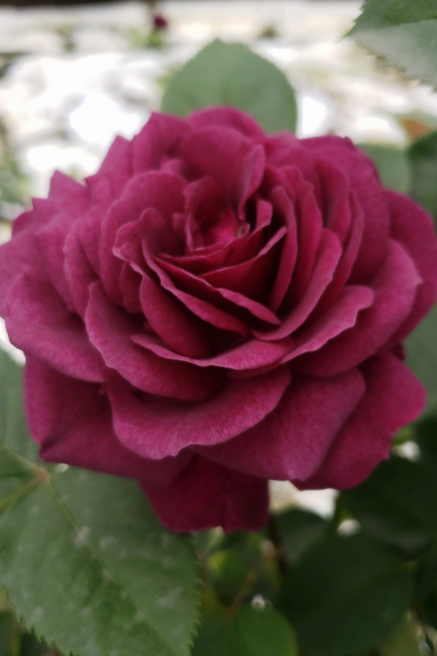 Rosa 'Ebb Tide' #3