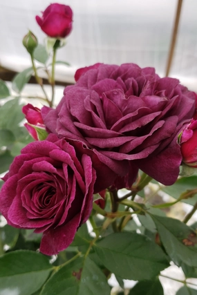 Rosa 'Ebb Tide' #3 decorative flowerpot  