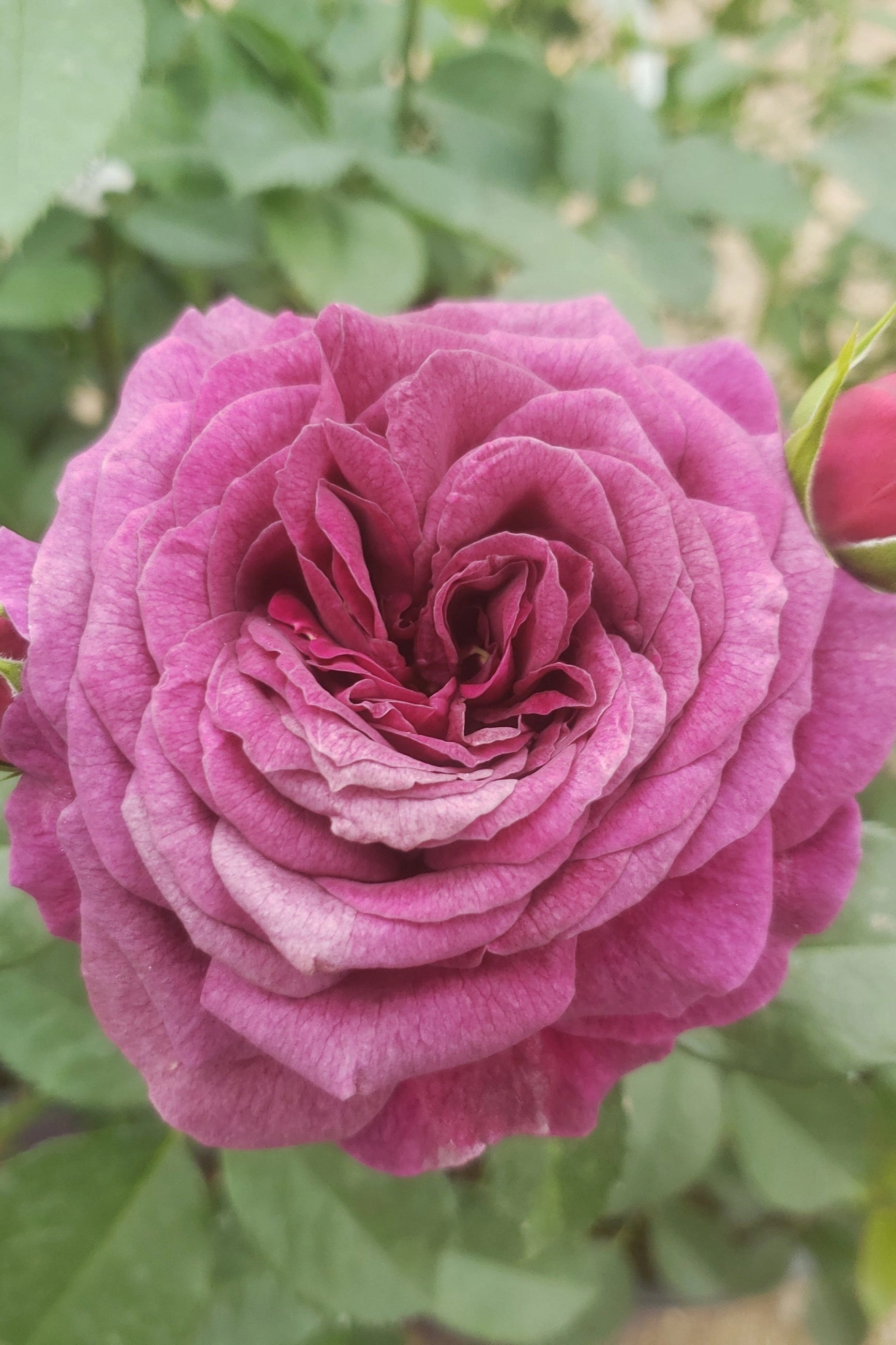 Rosa 'Ebb Tide' #3